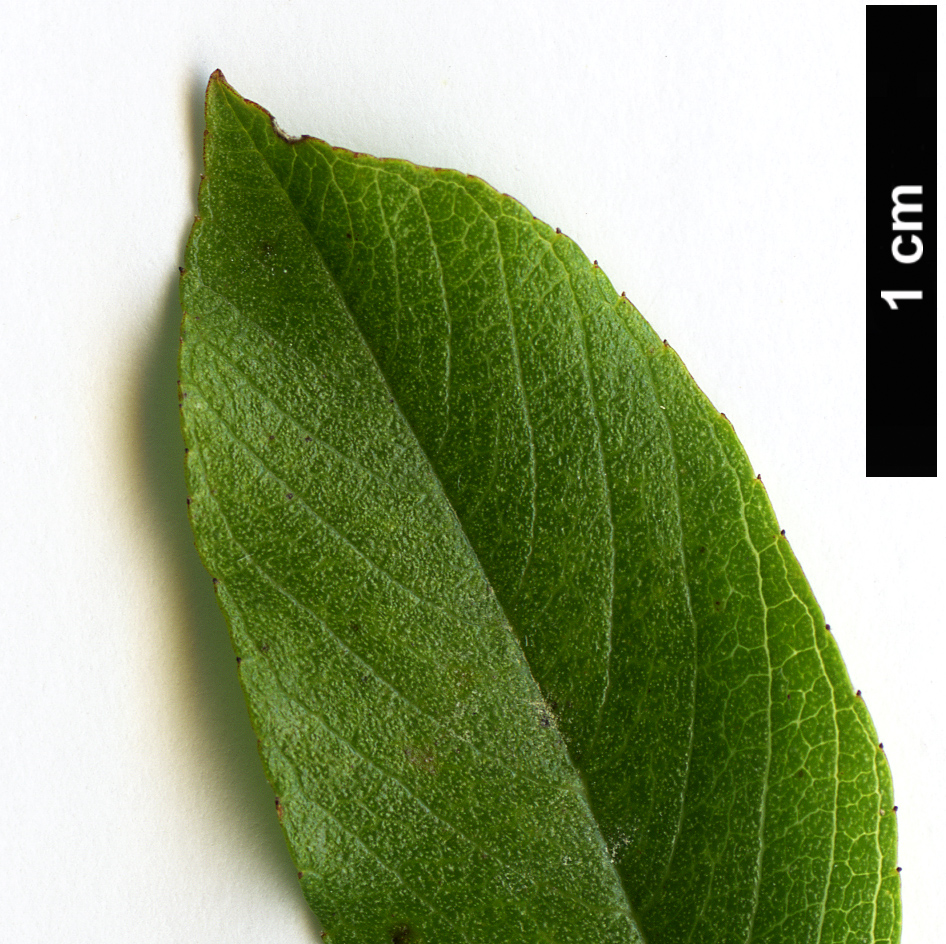 High resolution image: Family: Rhamnaceae - Genus: Rhamnus - Taxon: pumila